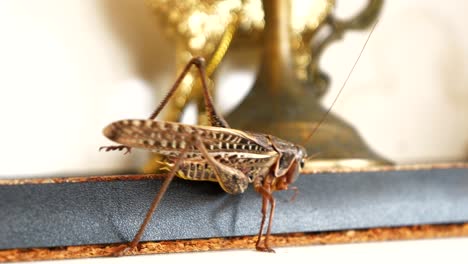 grasshopper, close-up of the insect walking on a store shelf