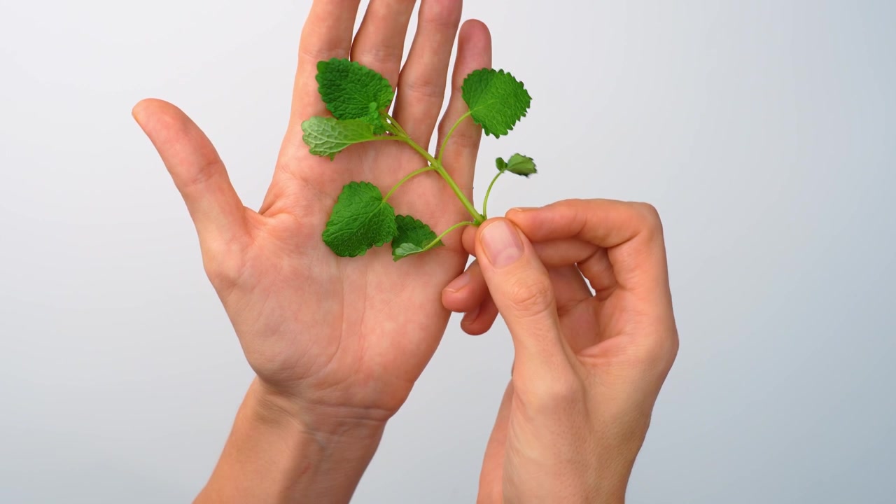 Hands holding fresh lemon balm leaves close up. Pair of hands pinching green melissa plant, macro shot, light grey gradient background.