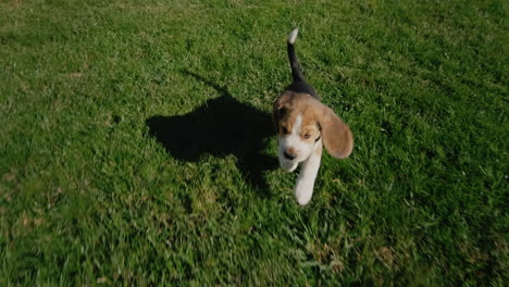 A-funny-thoroughbred-beagle-puppy-runs-on-the-green-grass.-Tracking-slow-motion-video