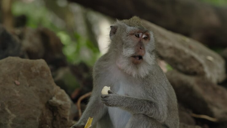 Monkey Eating Banana
