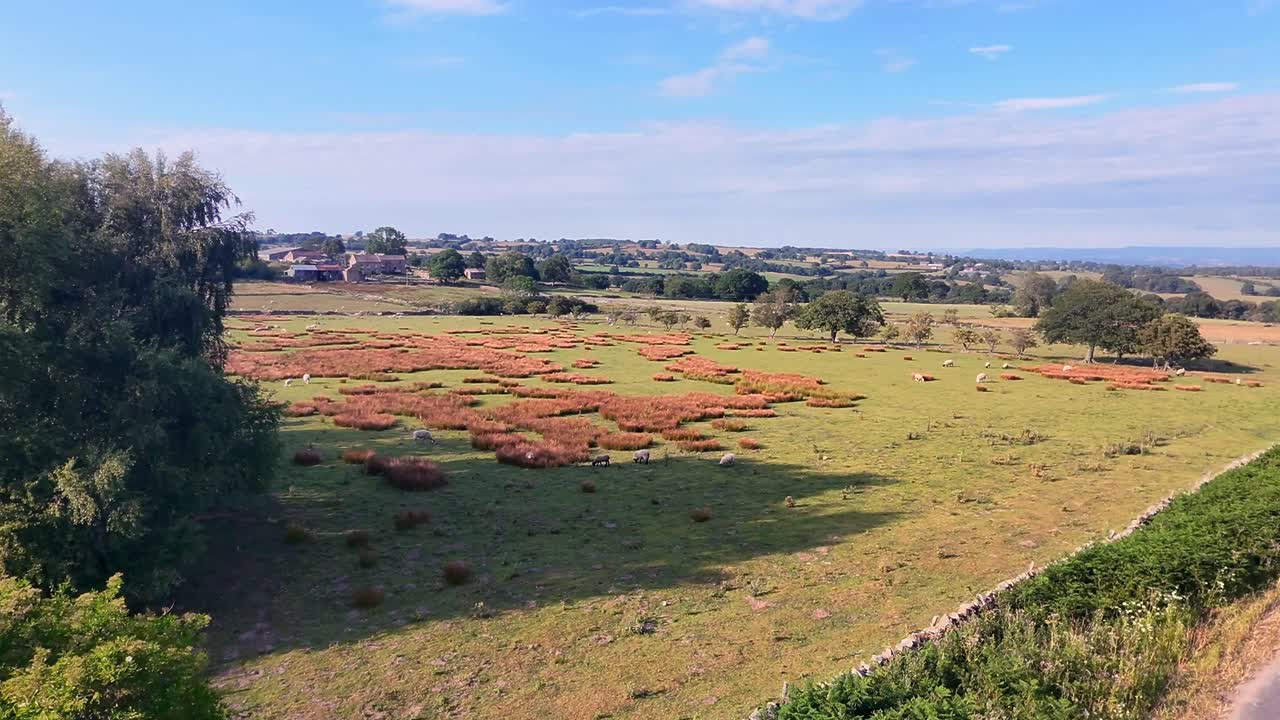 Ripresa cinematografica con drone che avanza su un pittoresco campo dello Yorkshire con pecore al pascolo