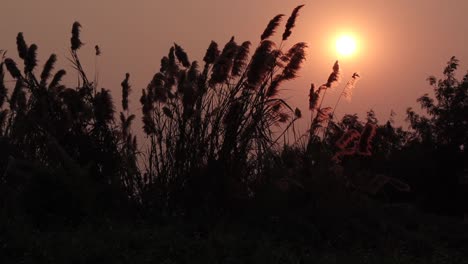 Silhouette-Grasblume-Auf-Dem-Sonnenuntergang-4