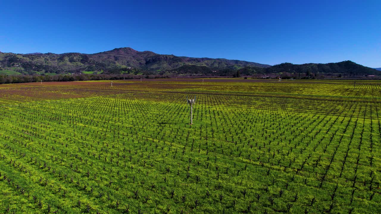 un ventilador de hielo aéreo de viñedo para revelar vibrantes flores de mostaza verdes y amarillas e innumerables vides debajo de un valle en el valle de napa, california.
