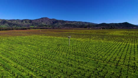 aerial back pan of vineyard frost fan to reveal vibrant green and yellow mustard flowers and countless vines beneath a valley in the napa valley california