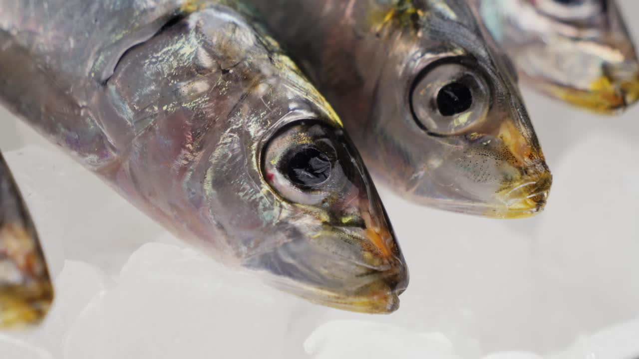 Fresh Sardines on Ice