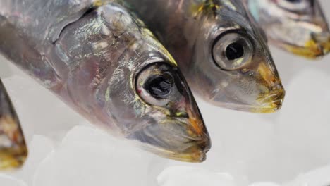 fresh sardines on ice