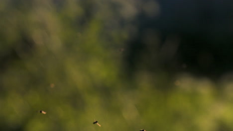 vuela en vuelo sobre los árboles