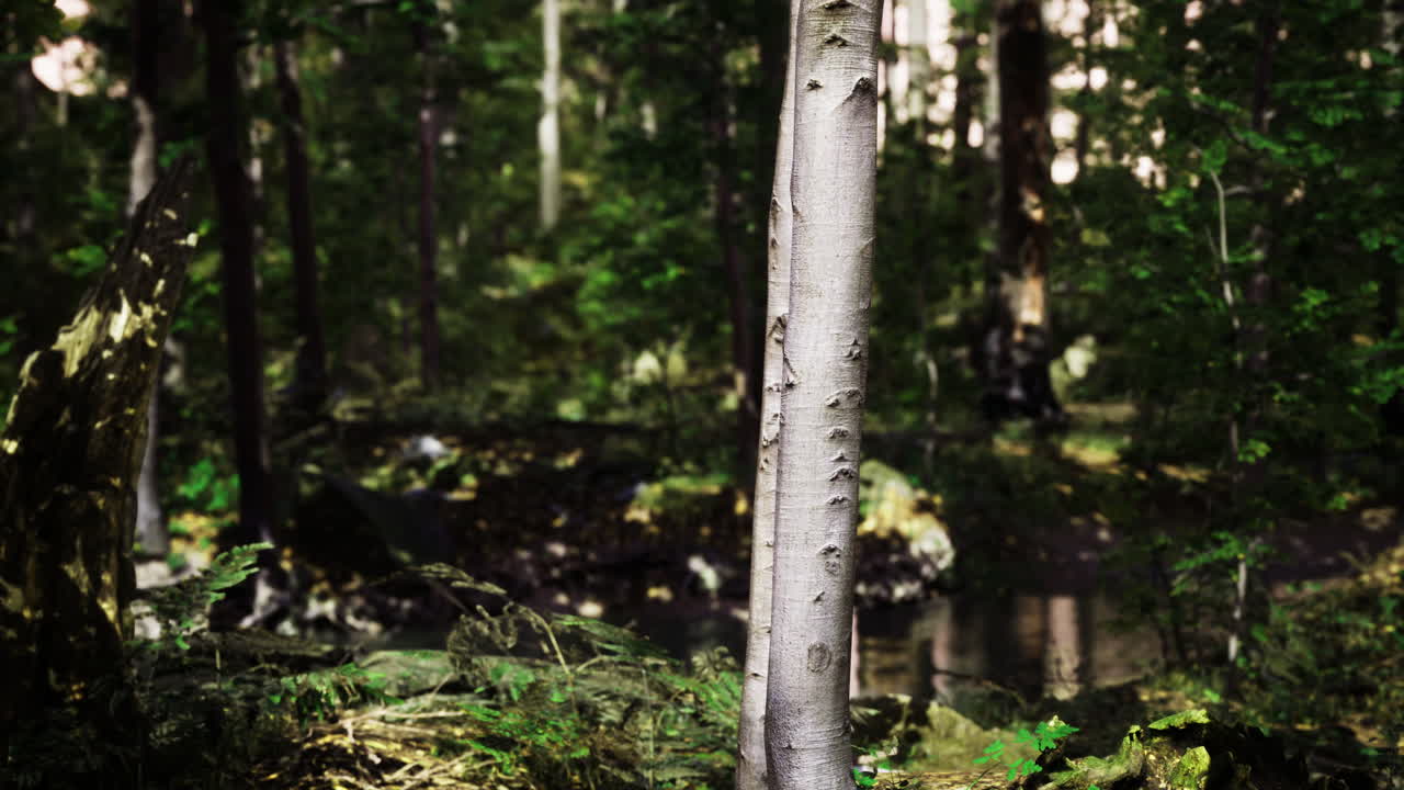Scena di una foresta con tronco d'albero
