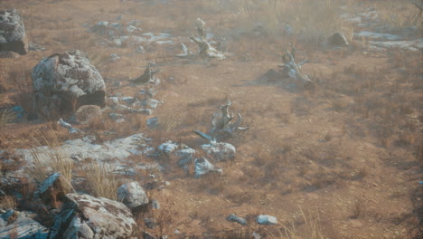 dry-grass-and-rocks-landscape