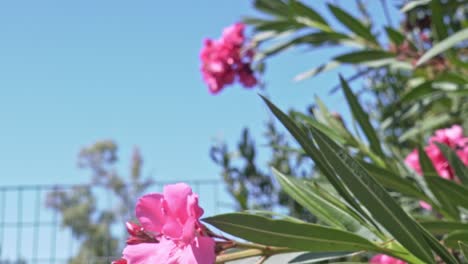 tiro medio del árbol de nerium de adelfa rosa, con flores en flor, cielo azul claro en el fondo, luna visible en el día