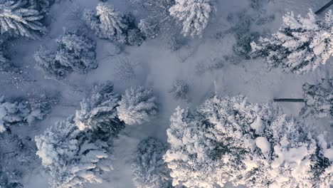 hermoso bosque de nieve en invierno. volando sobre pinos cubiertos de nieve.