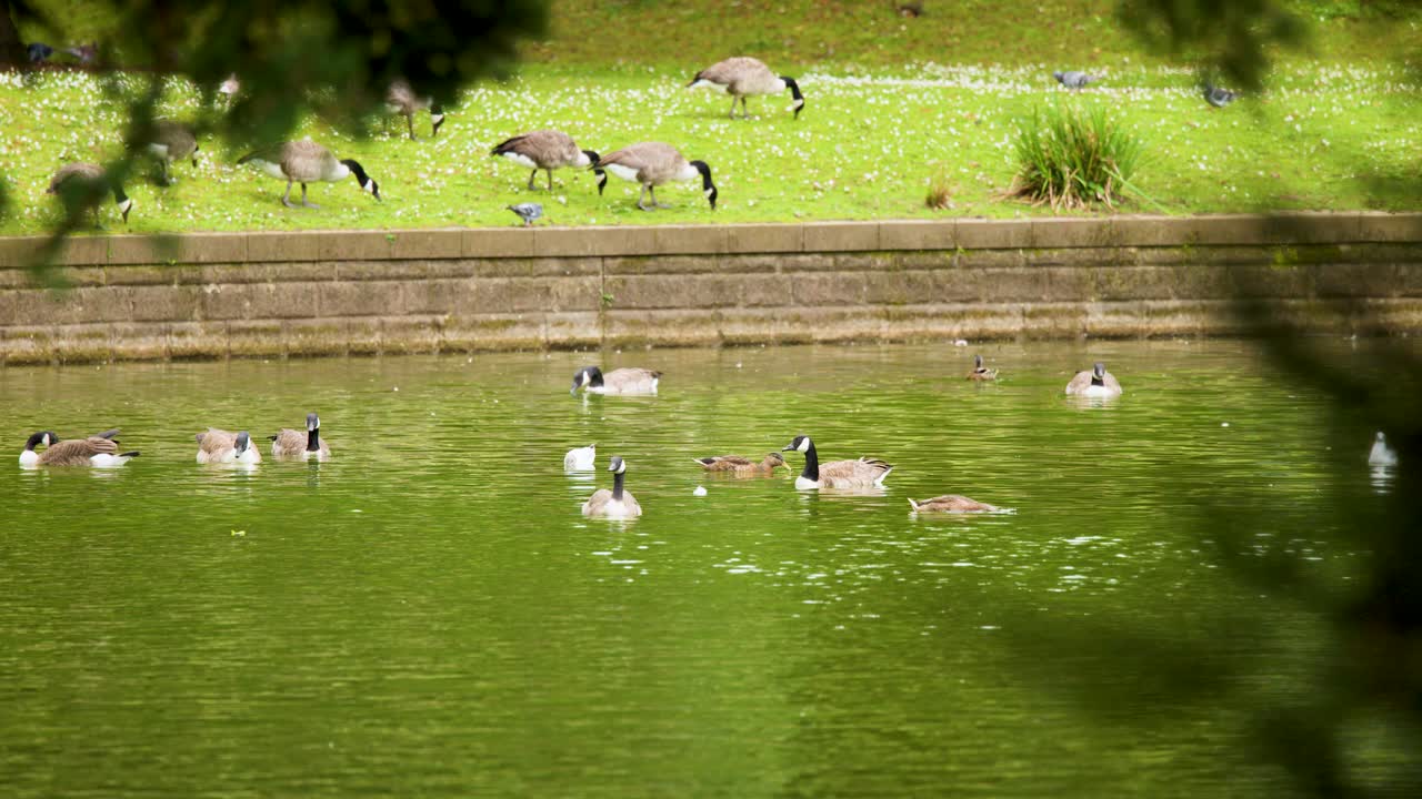 Mallard ducks and geese swim and graze by a tranquil lake, bright daylight, static shot