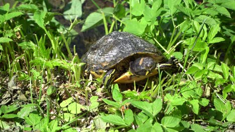 Closeup-footage-of-a-turtle