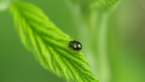 Close up of a green beetle with a red head crawling over a green leave in slow motion
