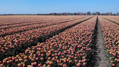 beautiful rows of flowering tulips in zuid-beijerland, netherlands -wide