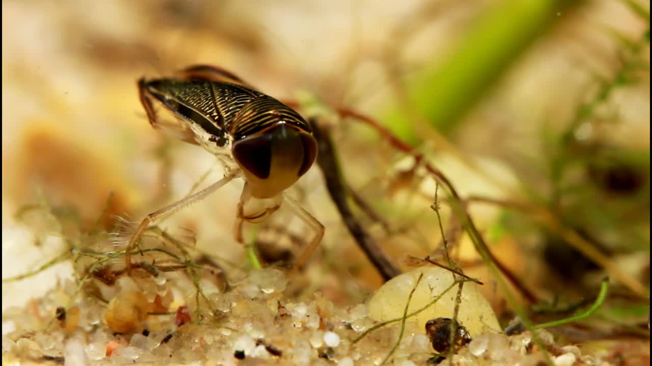 vista submarina del aseo del barquero de agua