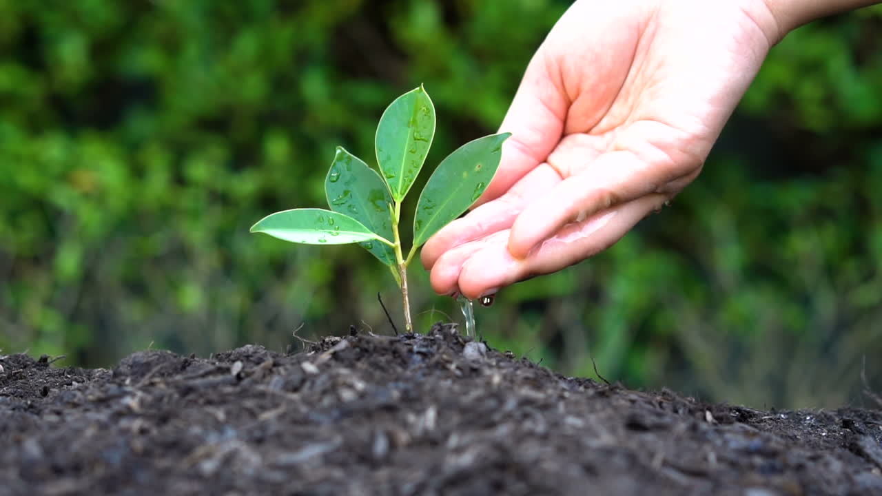 Slow motion shot - hand giving water to plant