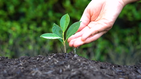 Slow motion shot - hand giving water to plant