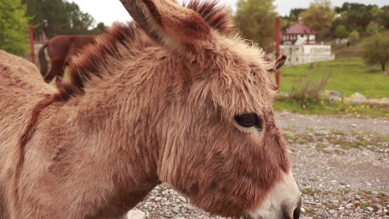Curious donkey sniffs his nose and shakes his head, a group of donkeys wander the mountain village streets