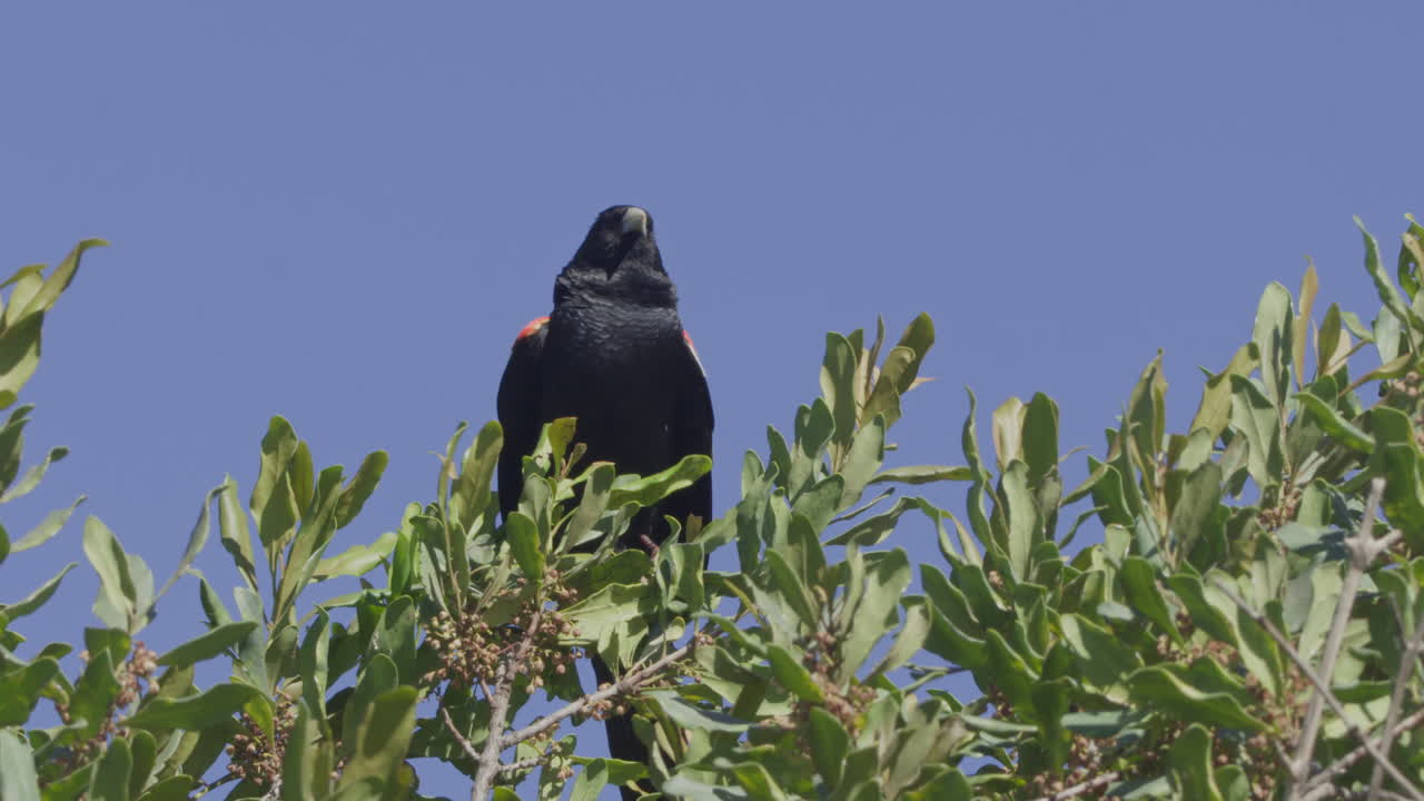 Ittero alirosse che atterra e si posa su un cespuglio verde contro un cielo blu