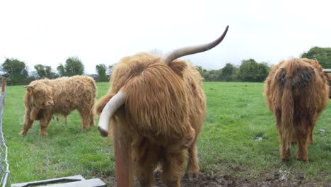 Vaca-Escocesa-De-Las-Tierras-Altas-Rascándose-El-Cuello-En-Un-Poste-De-Madera-En-Las-Tierras-De-Cultivo-Irlandesas-En-El-Condado-De-Laois,-Irlanda