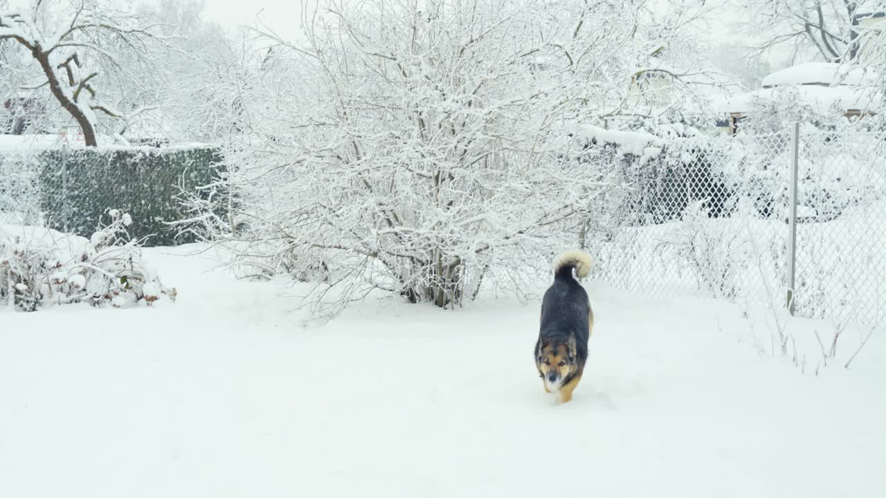 perro feliz saltando en la nieve, corriendo hacia el dueño