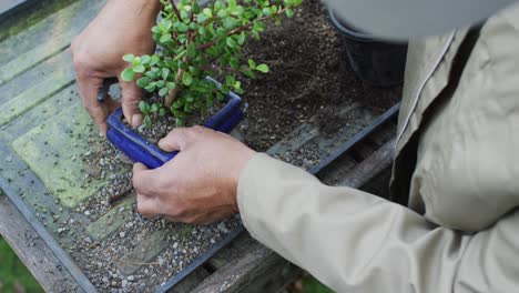 Hands-of-african-american-male-gardener-taking-care-of-bonsai-tree-at-garden-center