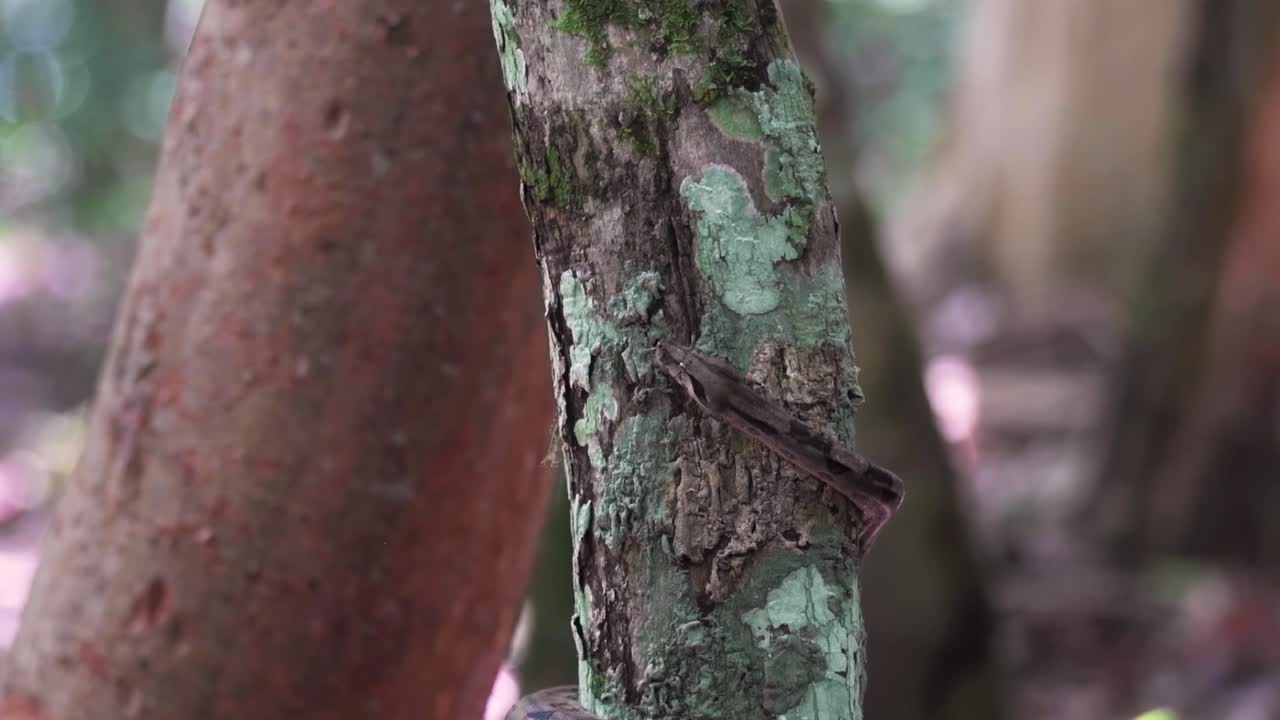 A boa constrictor slithers silently through dense foliage, tongue flicking as it senses prey. This close-up captures its stealth and precision in a natural rainforest environment.
