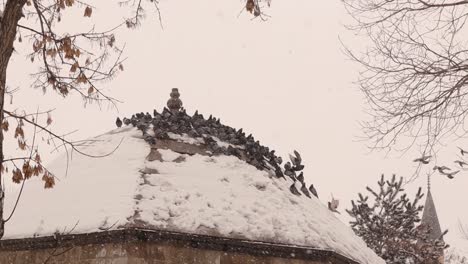 crowds of pigeons fly to stand on a dome near the mosque during a snowstorm, snowfall.
grey pigeons fly freely in winter, snow.
also called rock or domestic pigeon.
urban wildlife.
birds gathering