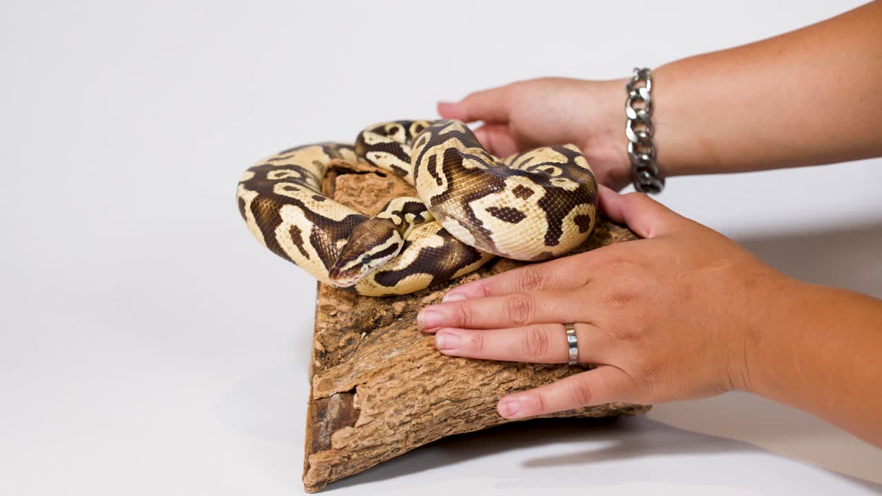 Person carefully adjusts coiled ball python on wooden stand under bright studio lighting, static camera