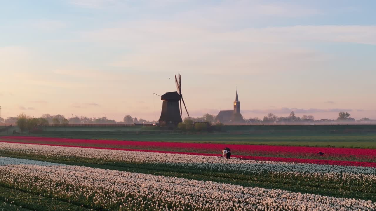 Luftfoto av en vindmølle omgitt av tulipanmarker under myk morgentåke.
