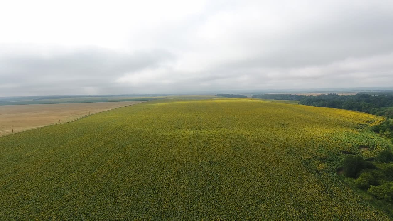 a large field of sunflowers in cloudy weather