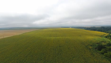 a large field of sunflowers in cloudy weather