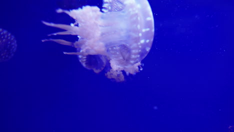 jellyfish in an aquarium