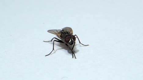 Fly-sitting-and-waiting-for-food-closeup-view