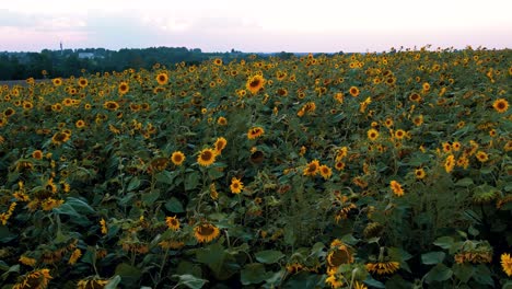 Sonnenblumenwiese-Bei-Sonnenuntergang.-Ukrainisches-Sonnenblumensymbol