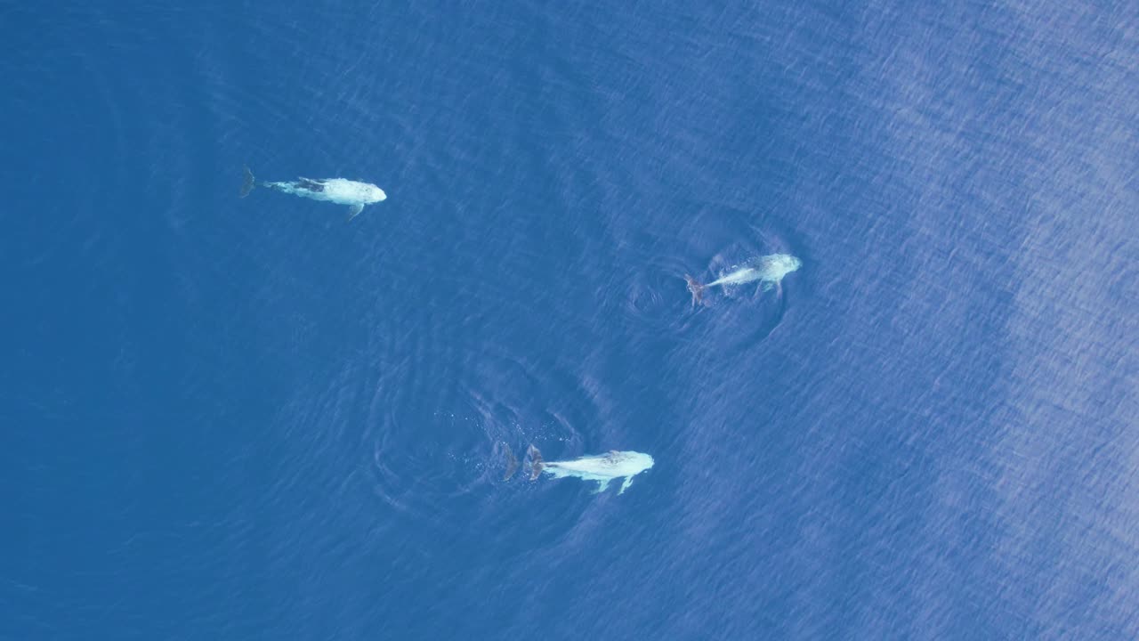 Aerial View Of Pod Of Risso's Dolphins Swimming In The Blue Sea