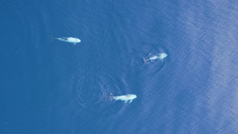 Luftaufnahme-Einer-Gruppe-Von-Rundkopfdelfinen,-Die-Im-Blauen-Meer-Schwimmen
