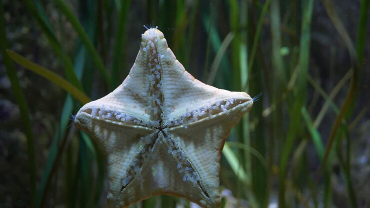Close-up of a Common cushion star