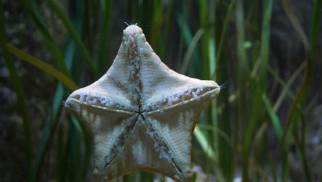 primer plano de una estrella cojín común