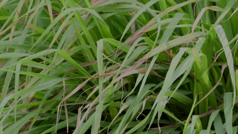 grass-swaying-in-the-wind-closeup-view