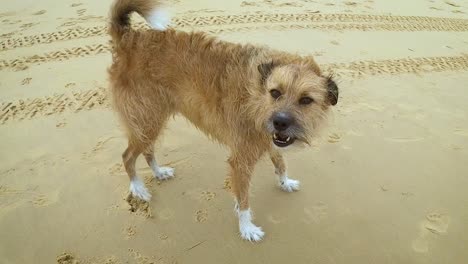 a stray abandoned or homeless dog wanders on a beach without an owner