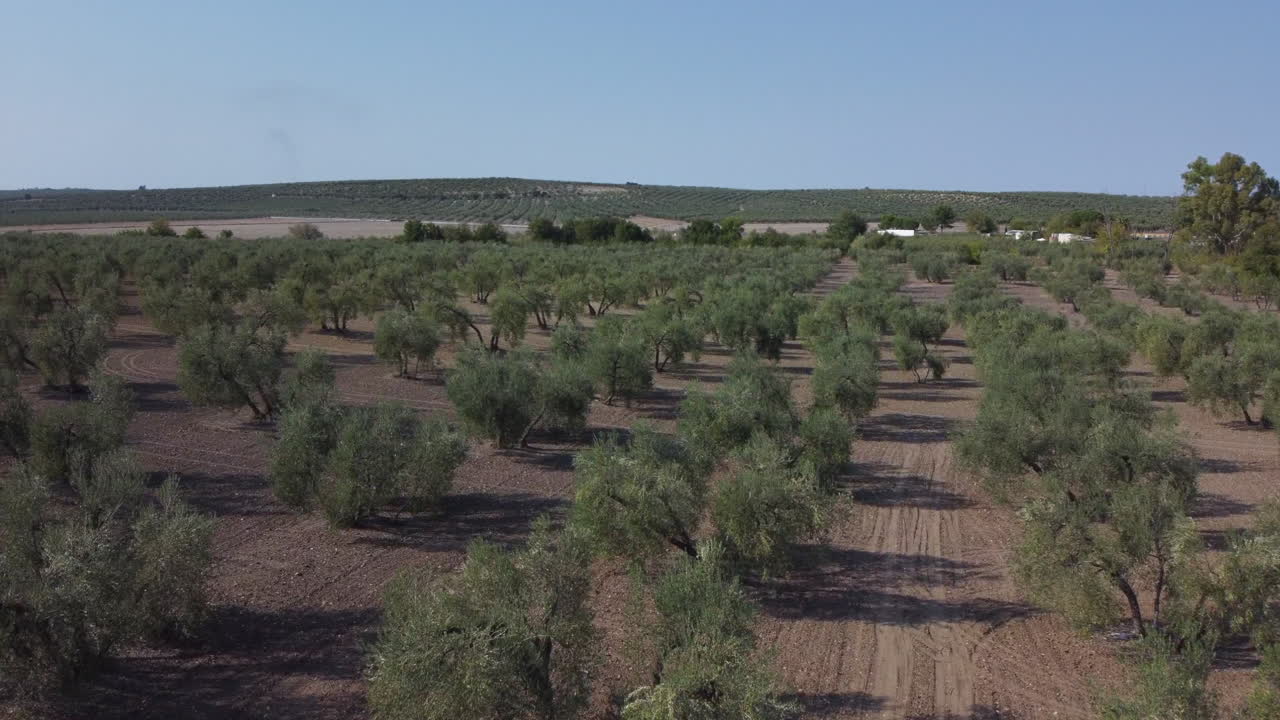 스페인 지중해 숲에 있는 넓은 간격의 올리브 나무 위로 낮은 비행