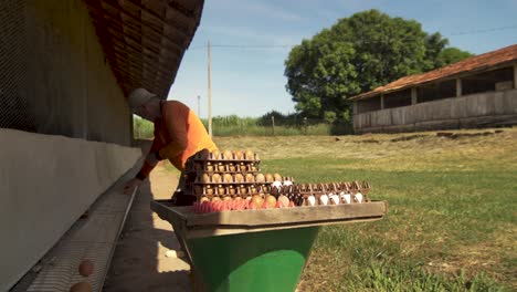 Hombre-Recogiendo-Huevos-De-Gallinas-Camperas-Felices-Con-Una-Carretilla-En-Una-Granja-En-El-Campo-De-São-Paulo,-Brasil