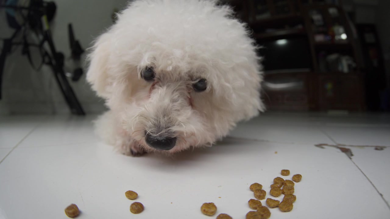 Poodle Toy Fofo