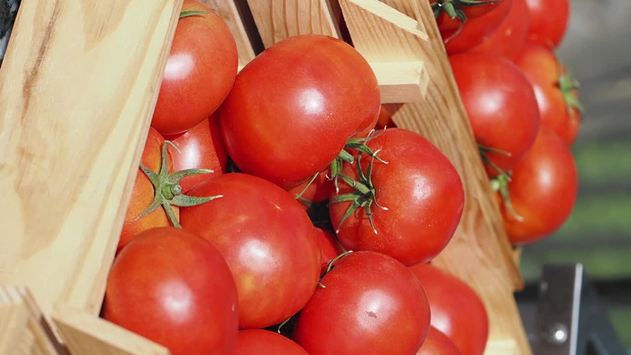 Ripe Red Tomatoes in Wooden Crates