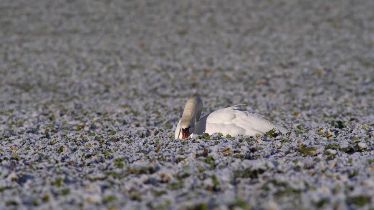 들판에 편안히 앉아 겨울을 나는 카놀라를 먹고 있는 음소거 백조