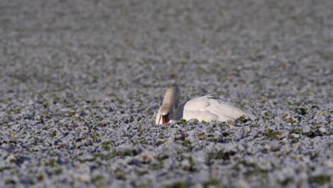 mute swan sitting relaxed on field and feeding on overwintering canola