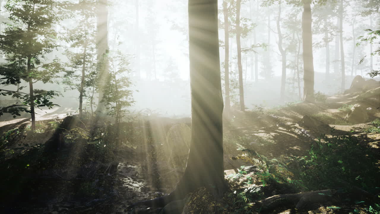 Majestic sunlight filtering through a lush forest creating enchanting patterns