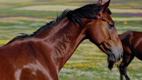 horses grazing in a colorful meadow